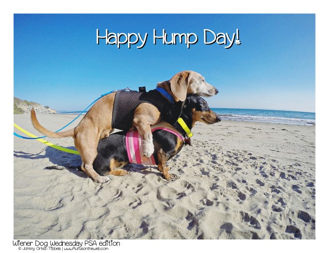 Happy Hump Day! © Johnny Ortez-Tibbels | www.Rufusontheweb.com