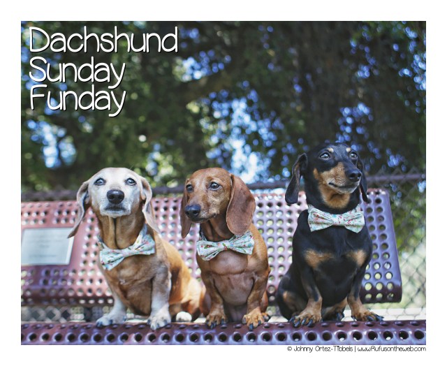 Dachshund Sunday Funday