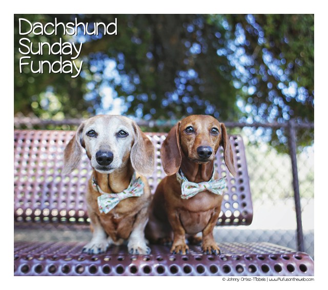 Dachshund Sunday Funday with our #StyleHounds
