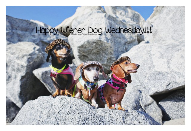 Happy Wiener Dog Wednesday © Johnny Ortez-Tibbels | www.Rufusontheweb.com
