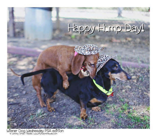 Happy Hump Day! © Johnny Ortez-Tibbels | www.Rufusontheweb.com