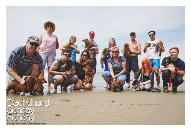 Dachshund Sunday Funday Beach Meetup August 2017 © Johnny Ortez-Tibbels | www.Rufusontheweb.com