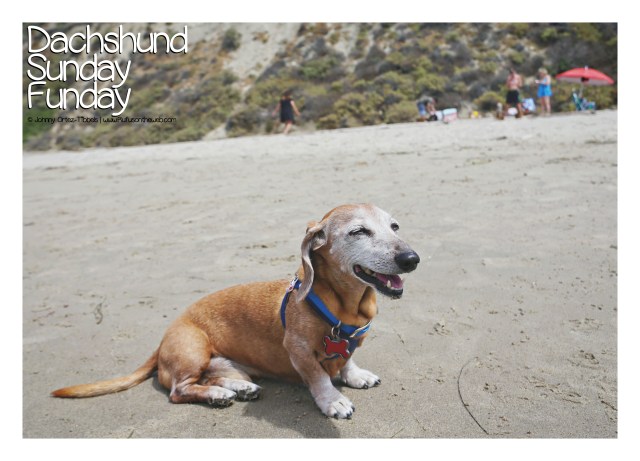 Dachshund Sunday Funday Beach Meetup August 2017 © Johnny Ortez-Tibbels | www.Rufusontheweb.com