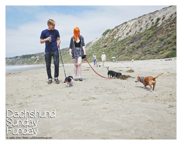 Dachshund Sunday Funday Beach Meetup August 2017 © Johnny Ortez-Tibbels | www.Rufusontheweb.com