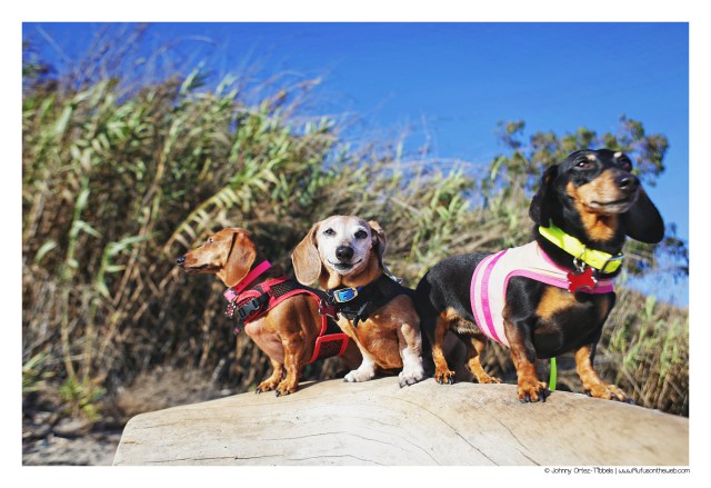 Happy Birthday Rufus! August 2017 © Johnny Ortez-Tibbels | www.Rufusontheweb.com