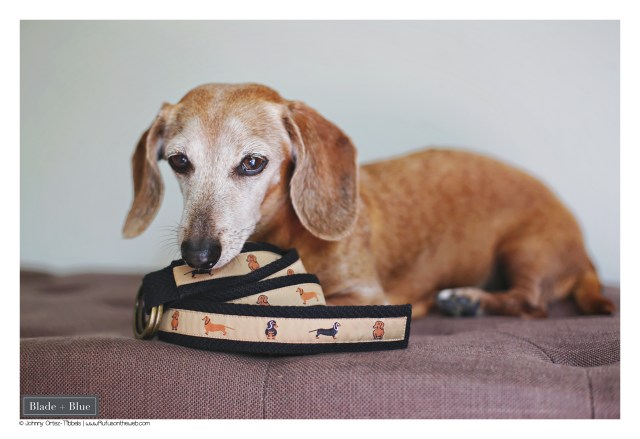 Blade+Blue Dachshund Belt © Johnny Ortez-Tibbels | www.Rufusontheweb.com  