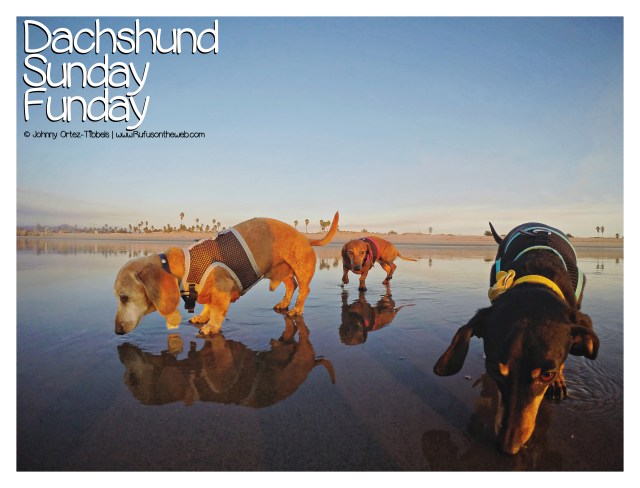 © Johnny Ortez-Tibbels | www.Rufusontheweb.com