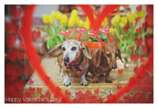 Happy Valentine's Day © Johnny Ortez-Tibbels | www.Rufusontheweb.com