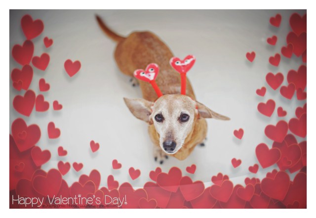Happy Valentine's Day © Johnny Ortez-Tibbels | www.Rufusontheweb.com