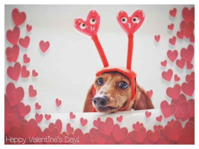 Happy Valentine's Day © Johnny Ortez-Tibbels | www.Rufusontheweb.com