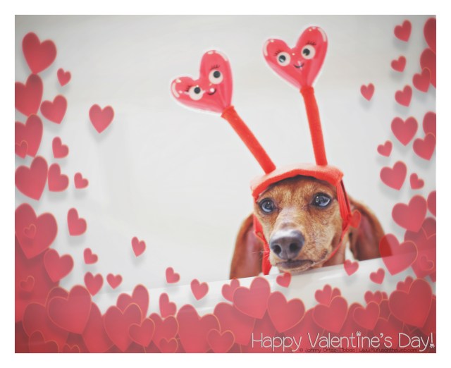 Happy Valentine's Day © Johnny Ortez-Tibbels | www.Rufusontheweb.com