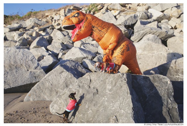 © Johnny Ortez-Tibbels | www.Rufusontheweb.com