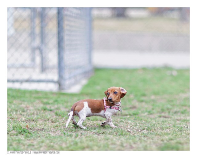 © Johnny Ortez-Tibbels | www.Rufusontheweb.com