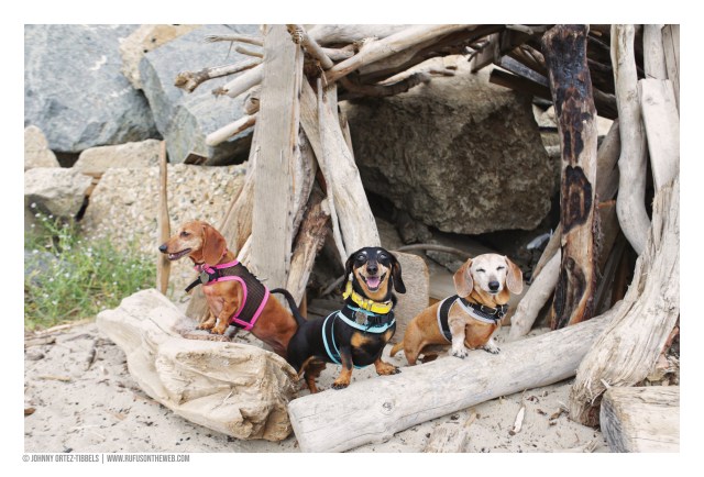 © Johnny Ortez-Tibbels | www.Rufusontheweb.com