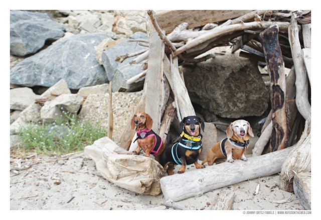 © Johnny Ortez-Tibbels | www.Rufusontheweb.com