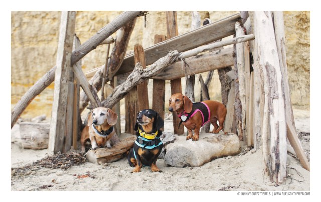 © Johnny Ortez-Tibbels | www.Rufusontheweb.com