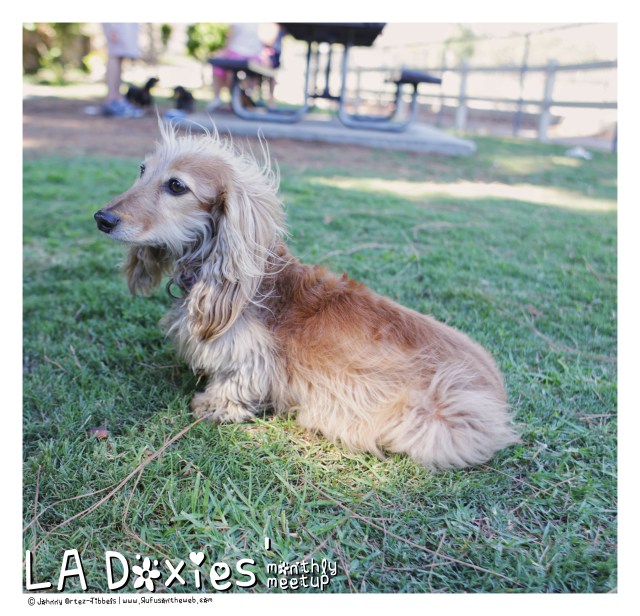 © Johnny Ortez-Tibbels | www.Rufusontheweb.com