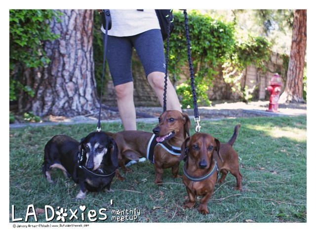 © Johnny Ortez-Tibbels | www.Rufusontheweb.com