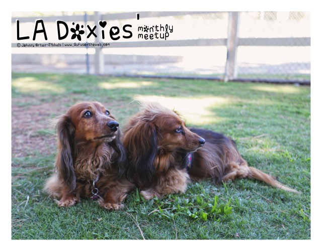 © Johnny Ortez-Tibbels | www.Rufusontheweb.com