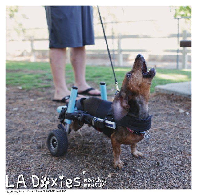 © Johnny Ortez-Tibbels | www.Rufusontheweb.com