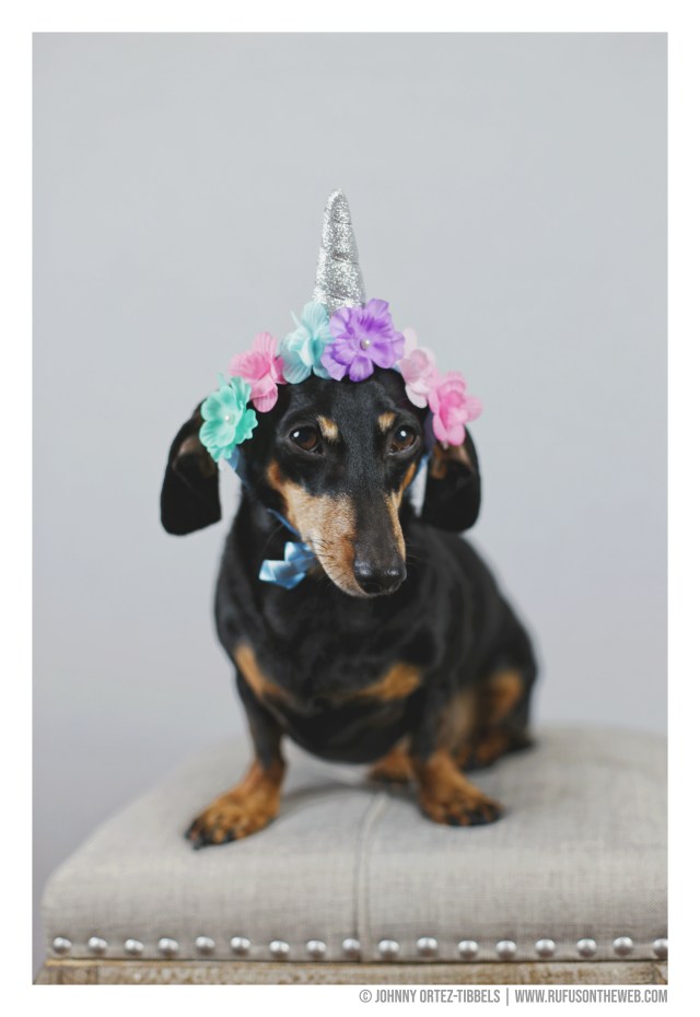 © Johnny Ortez-Tibbels | www.Rufusontheweb.com