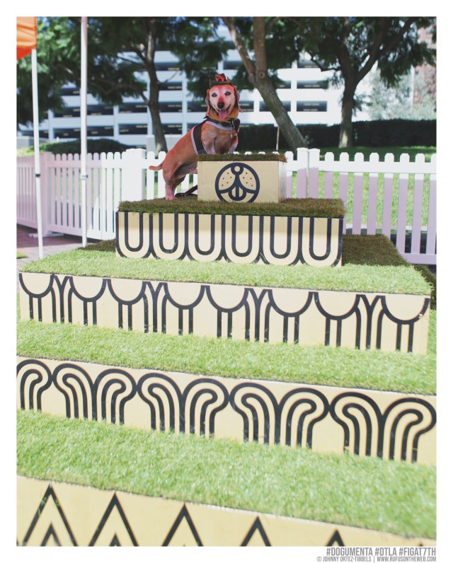 © Johnny Ortez-Tibbels | www.Rufusontheweb.com