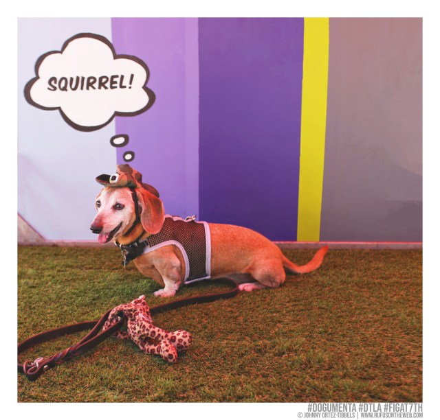 © Johnny Ortez-Tibbels | www.Rufusontheweb.com