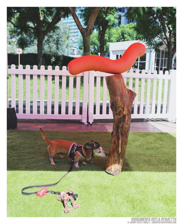 © Johnny Ortez-Tibbels | www.Rufusontheweb.com