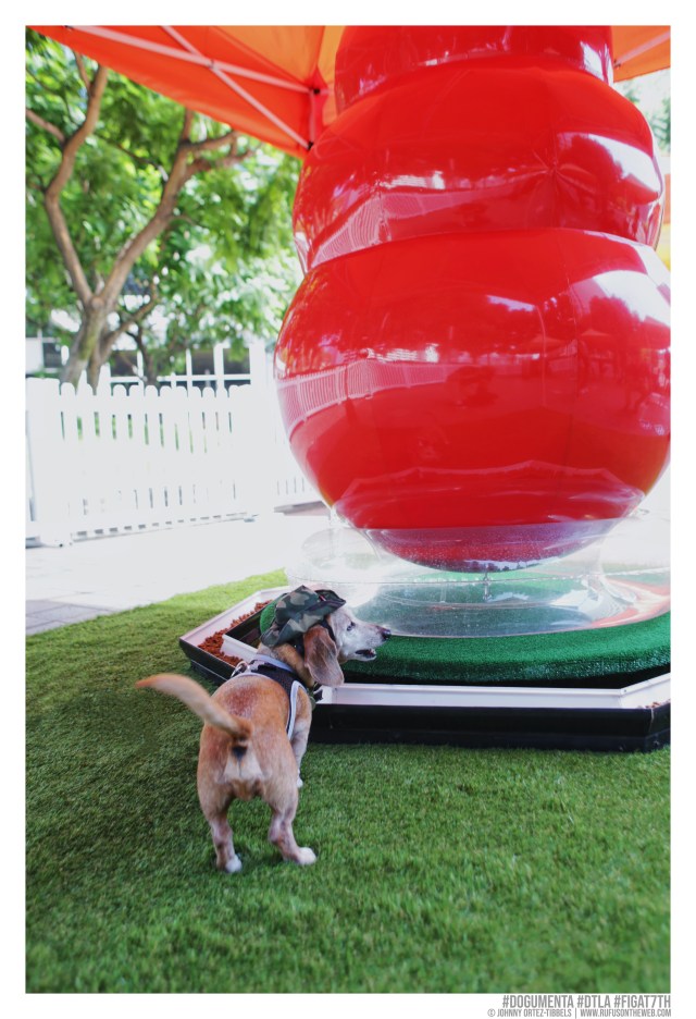 © Johnny Ortez-Tibbels | www.Rufusontheweb.com