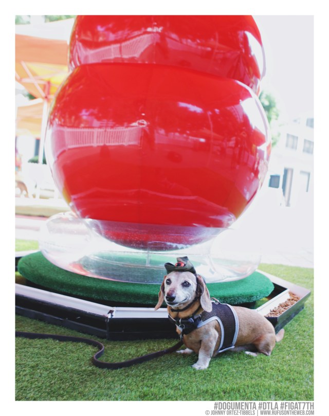 © Johnny Ortez-Tibbels | www.Rufusontheweb.com