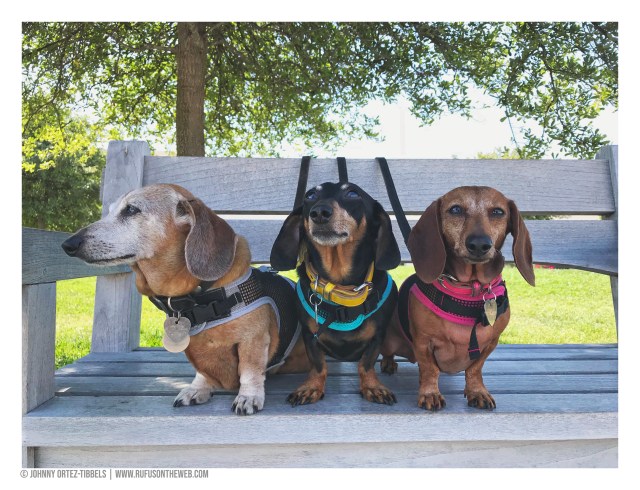 © Johnny Ortez-Tibbels | www.Rufusontheweb.com