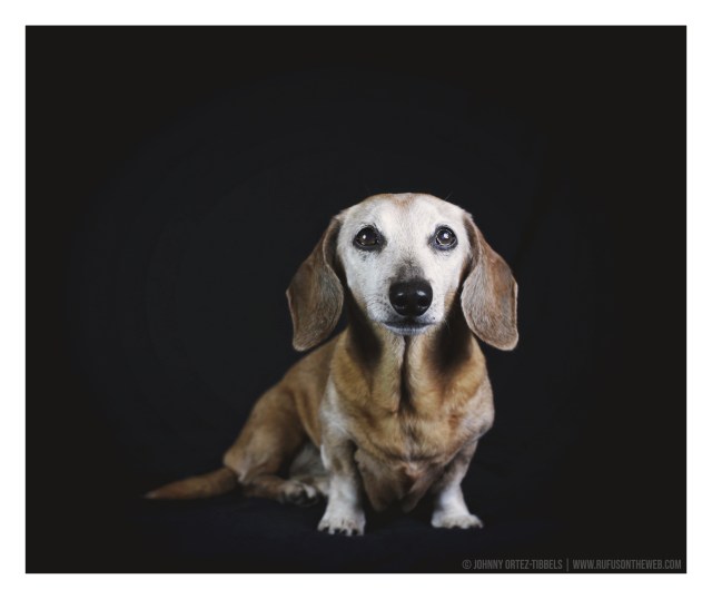 © Johnny Ortez-Tibbels | www.Rufusontheweb.com