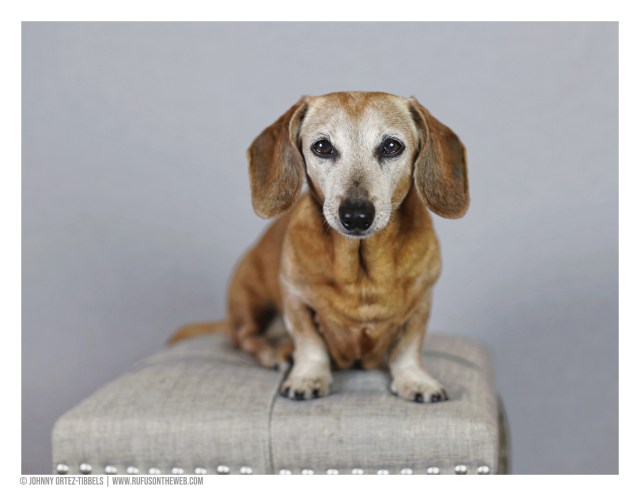 © Johnny Ortez-Tibbels | www.Rufusontheweb.com