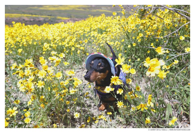 © Johnny Ortez-Tibbels | www.Rufusontheweb.com