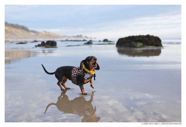 © Johnny Ortez-Tibbels | www.Rufusontheweb.com