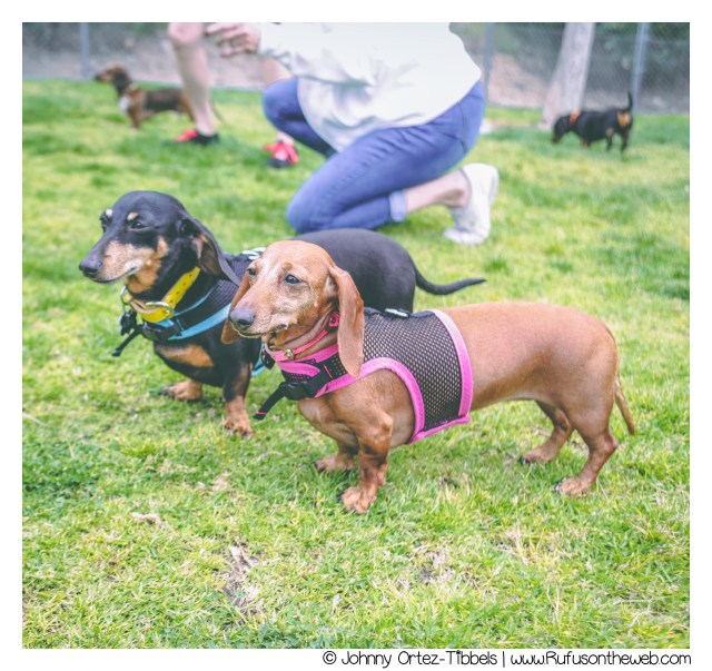 © Johnny Ortez-Tibbels | www.Rufusontheweb.com