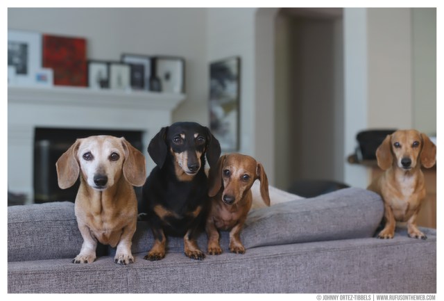 © Johnny Ortez-Tibbels | www.Rufusontheweb.com