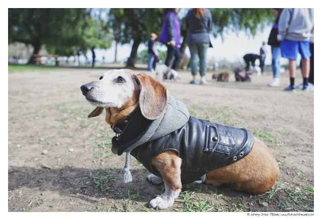 © Johnny Ortez-Tibbels | www.Rufusontheweb.com