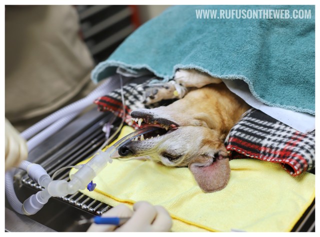 © Johnny Ortez-Tibbels | www.Rufusontheweb.com