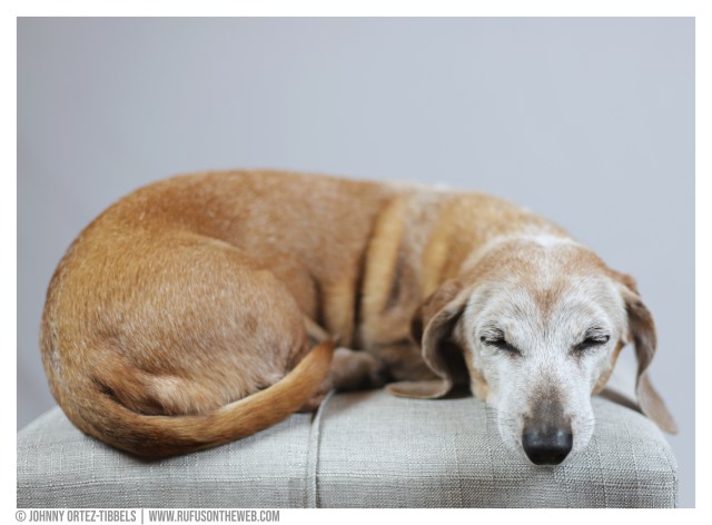 © Johnny Ortez-Tibbels | www.Rufusontheweb.com