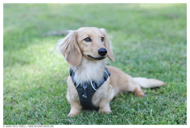 © Johnny Ortez-Tibbels | www.Rufusontheweb.com