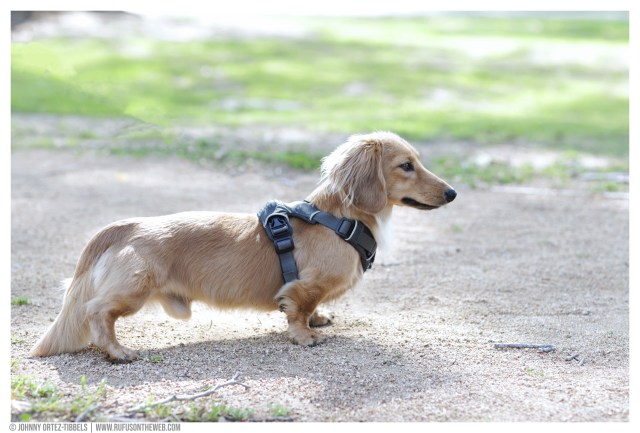 © Johnny Ortez-Tibbels | www.Rufusontheweb.com