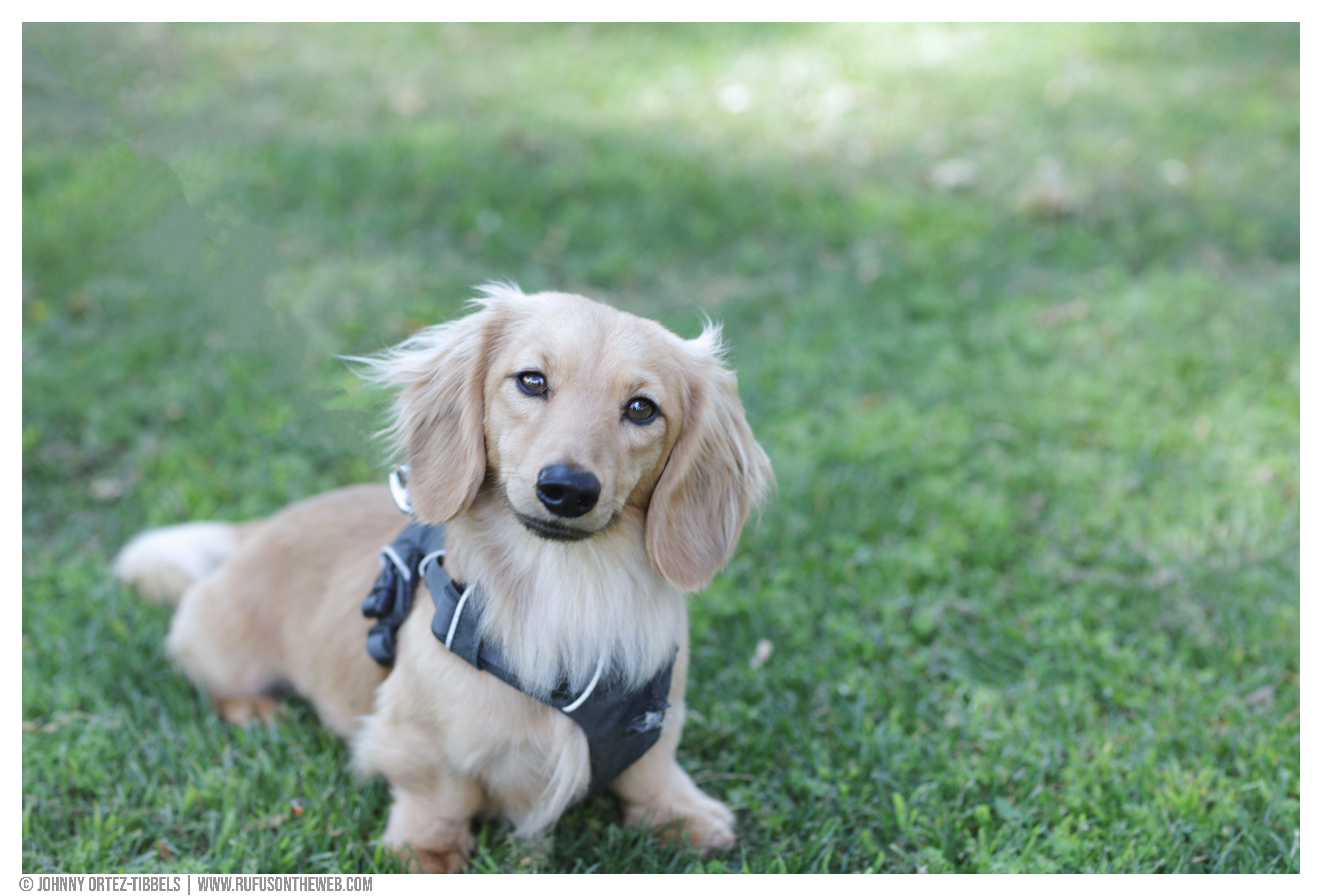 Dapple Dachshund Rescue Mini Doxie Puppies For Sale Near Me Dapple