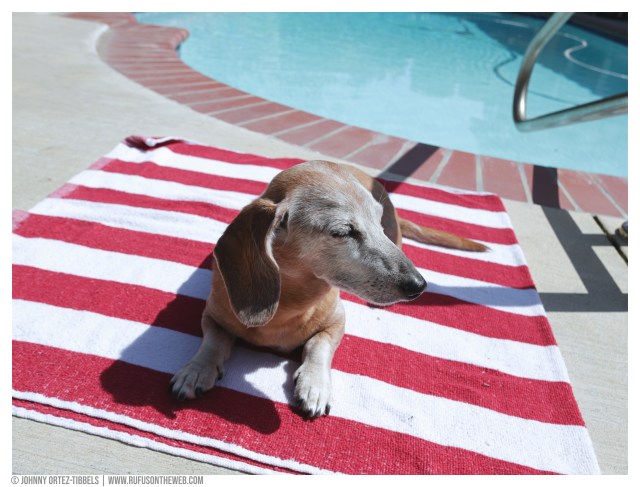 © Johnny Ortez-Tibbels | www.Rufusontheweb.com