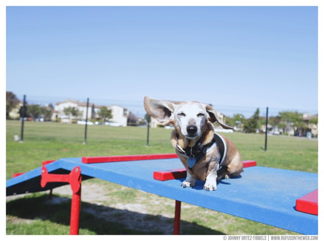 © Johnny Ortez-Tibbels | www.Rufusontheweb.com