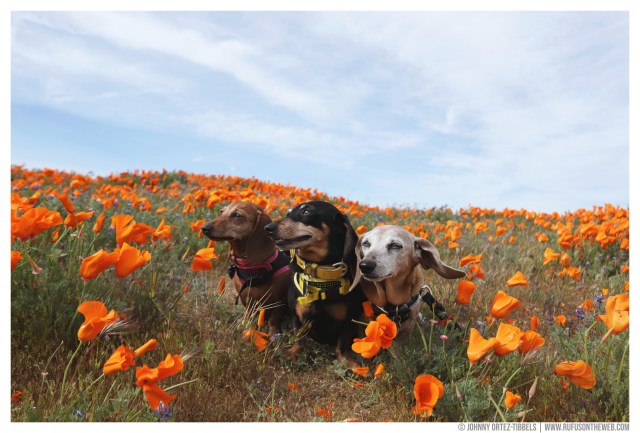 © Johnny Ortez-Tibbels | www.Rufusontheweb.com