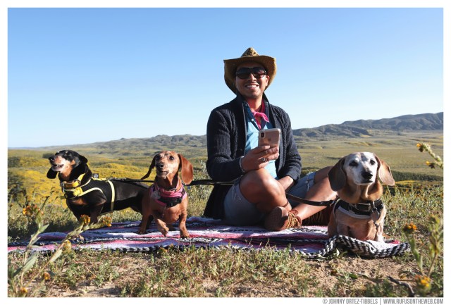 © Johnny Ortez-Tibbels | www.Rufusontheweb.com