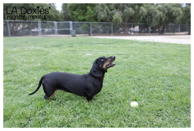 © Johnny Ortez-Tibbels | www.Rufusontheweb.com