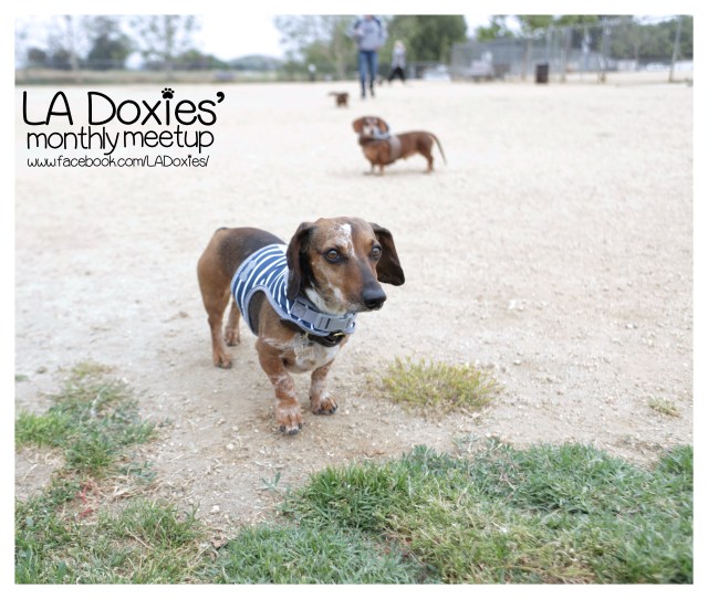 © Johnny Ortez-Tibbels | www.Rufusontheweb.com