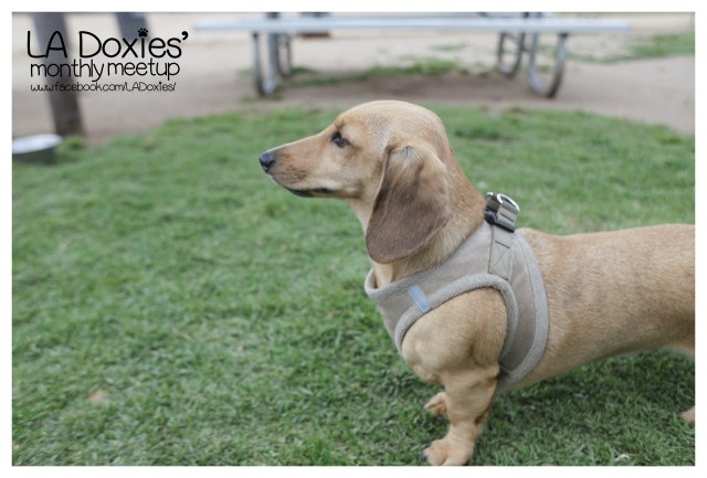 © Johnny Ortez-Tibbels | www.Rufusontheweb.com